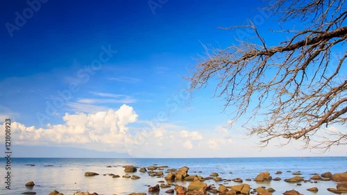 Different Stones in Shallow Azure Sea Leafless Tree photo