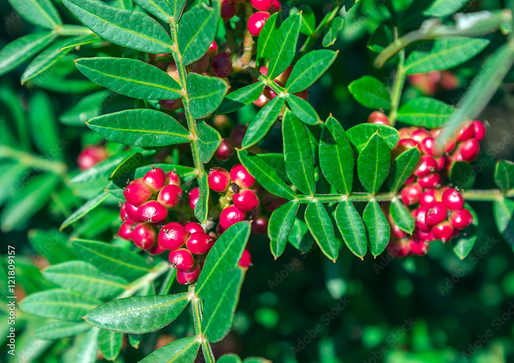 Evergreen shrub with red berries. Pistacia lentiscus. Evergreen shrub with red berries. Pistacia lentiscus.