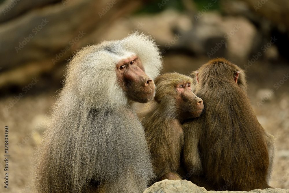 baboons cudelling baboons cudelling