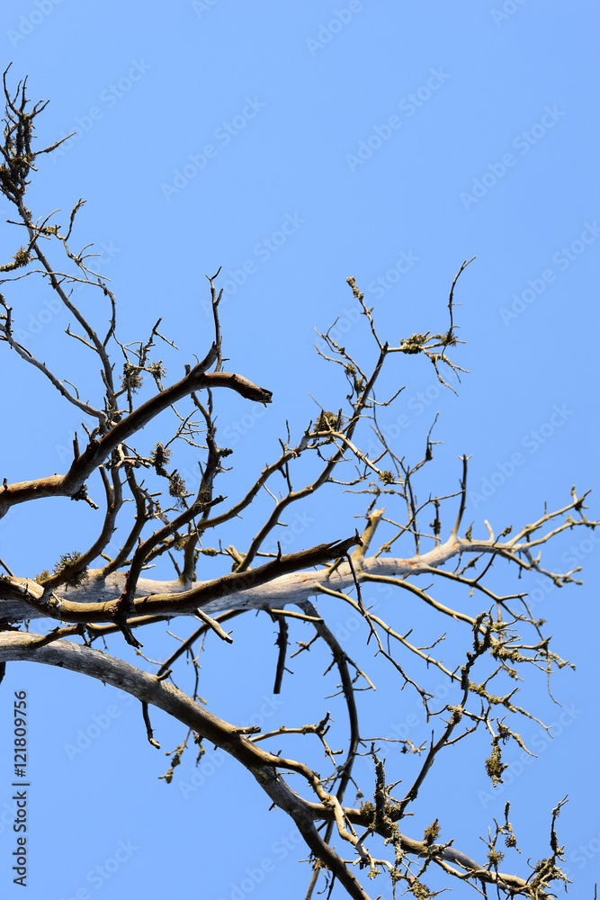 Obraz premium Branches of deadwood with blue sky.
