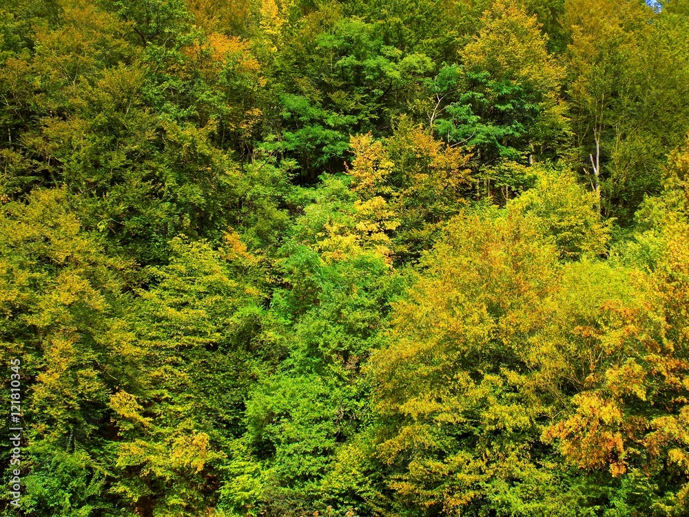 Autumn forest, yellow leaves on deciduous trees during fall Autumn forest, yellow leaves on deciduous trees during fall