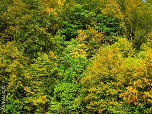 Autumn forest, yellow leaves on deciduous trees during fall