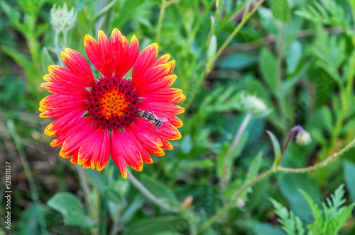 fly on flower