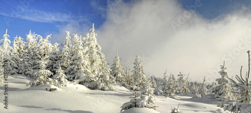 Nationalpark Schwarzwald mit schneebedeckten Tannnen