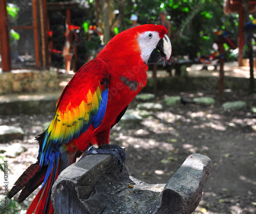 colorful parrot