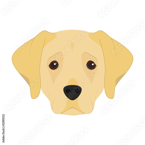 Labrador Retriever dog isolated on white background vector illustration