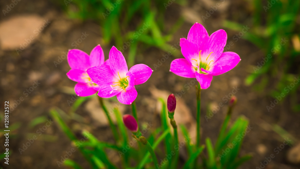 Selective focus. Beautiful pink rain lily / lotus soil in the garden after raining. Selective focus. Beautiful pink rain lily / lotus soil in the garden after raining.