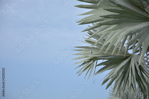 Bismark Palm and bluesky background. Fototapet