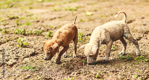Wallpaper Mural puppy running in the park Torontodigital.ca