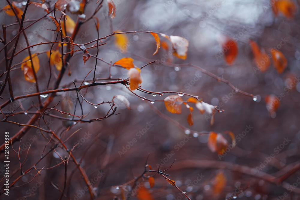 blurred background with branches and raindrops blurred background with branches and raindrops
