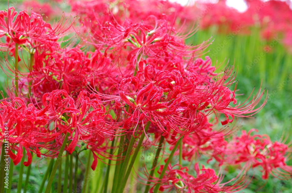 Cluster amaryllis
Cluster amaryllis