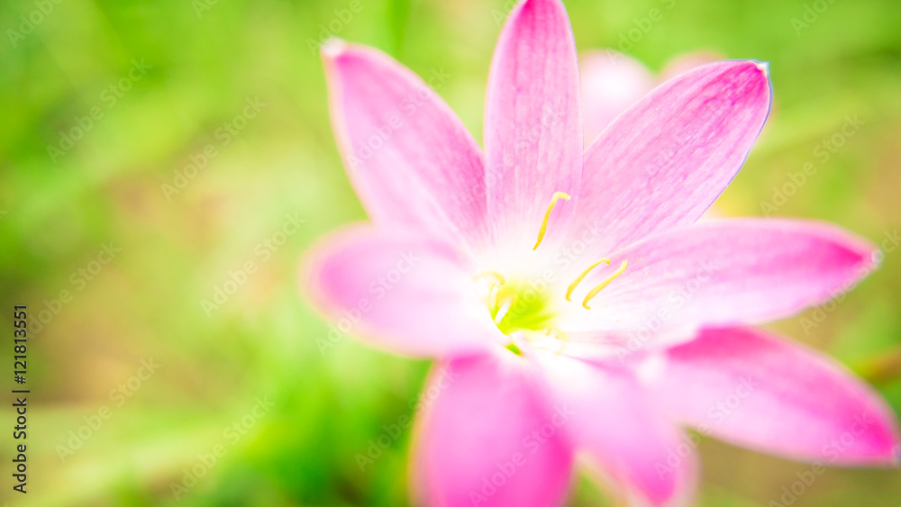 Selective focus. Beautiful pink rain lily / lotus soil in the garden after raining.