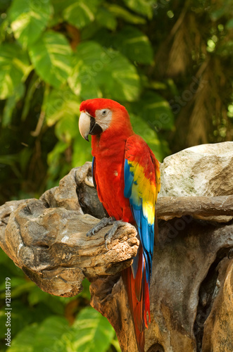 bright colorful parrot at jungles