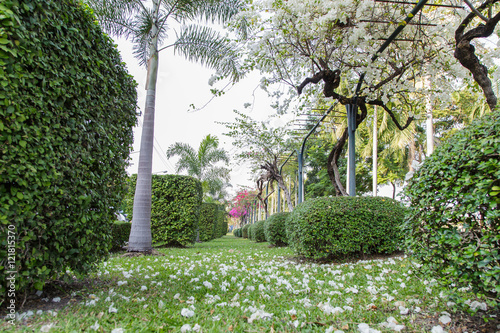 Trees in the park With landscaping and trees are a mess.
