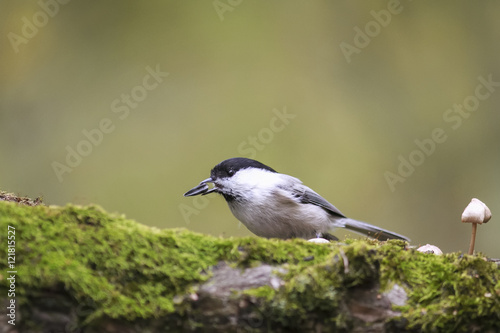 bird bird in autumn Park eats seeds