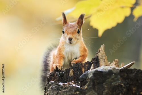 funny fluffy red squirrel sitting on a stump in the autumn Park and eating the seeds © nataba