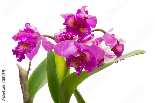 purple hybrid cattleya orchid in nature , fresh purple orchid ,