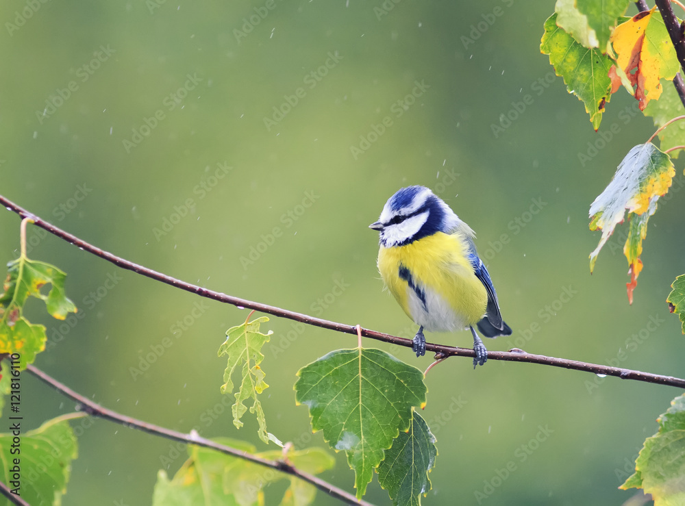 Obraz premium tit sitting on the branch of a birch in autumn Park during a rain