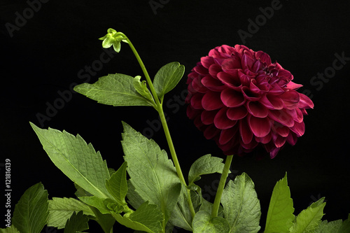Fototapeta Naklejka Na Ścianę i Meble -  Dahlia of red color; flowers on a black background