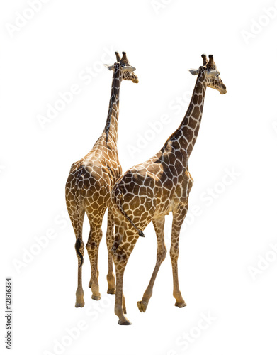 Two giraffe isolated on white background. Giraffes, rear view
