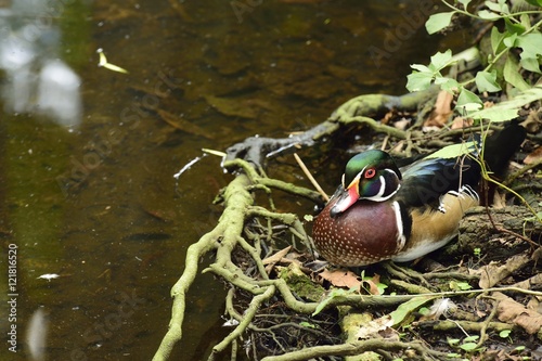 Beautiful Florida wood duck along a pond