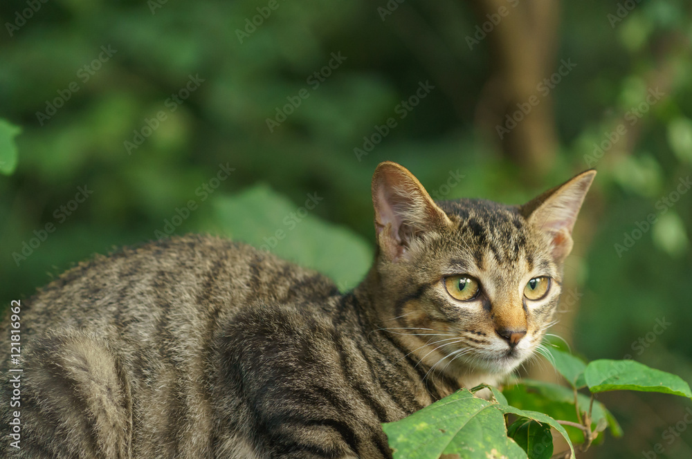 子猫 子猫