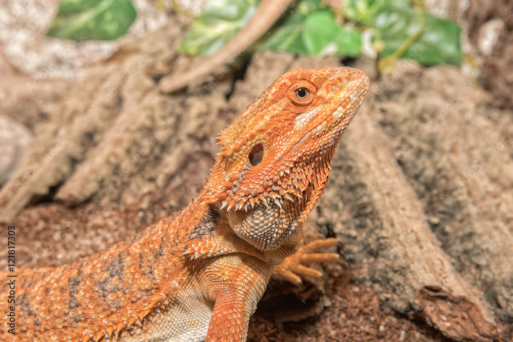 Detail of the head of agama in a terrarium Detail of the head of agama in a terrarium