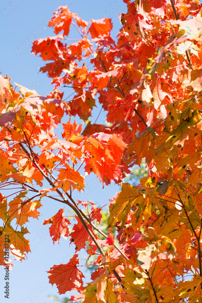 Autumn leaves in sky as background. Selective focus. Autumn leaves in sky as background. Selective focus.