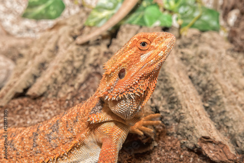 Foto Detail of the head of agama in a terrarium