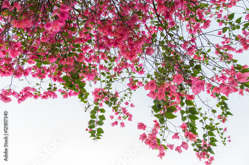 Obraz na płótnie
Bougainvillea flowers in garden, Thailand
w salonie
