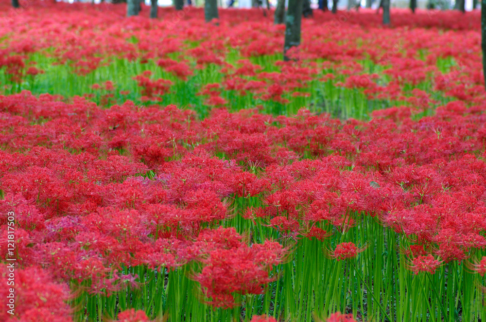 Cluster amaryllis
