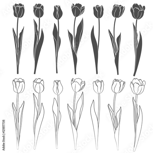 Set of vector tulips. Objects on a white background.