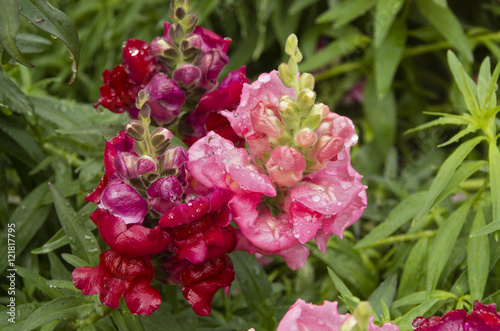 Red Pink Snapdragons