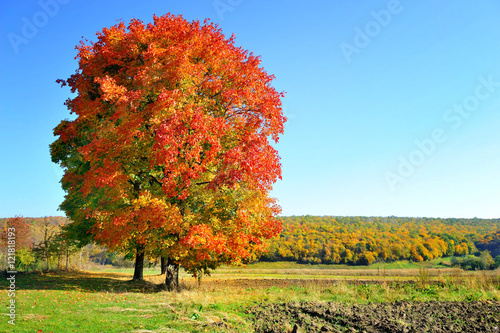 Beautiful autumn landscape with colorful trees. Sunny day