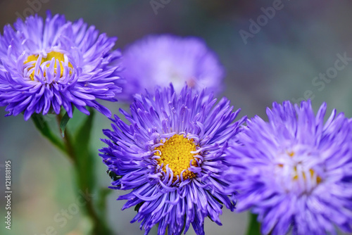 Beautiful Violet Asters blooming in the garden