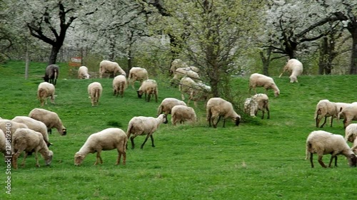 Flock of sheep grazes in a meadow with blossoming cherry trees
