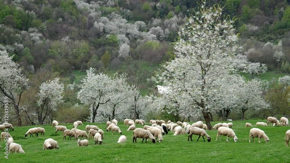 Flock of sheep grazes in a meadow with blossoming cherry trees
Flock of sheep grazes in a meadow with blossoming cherry trees