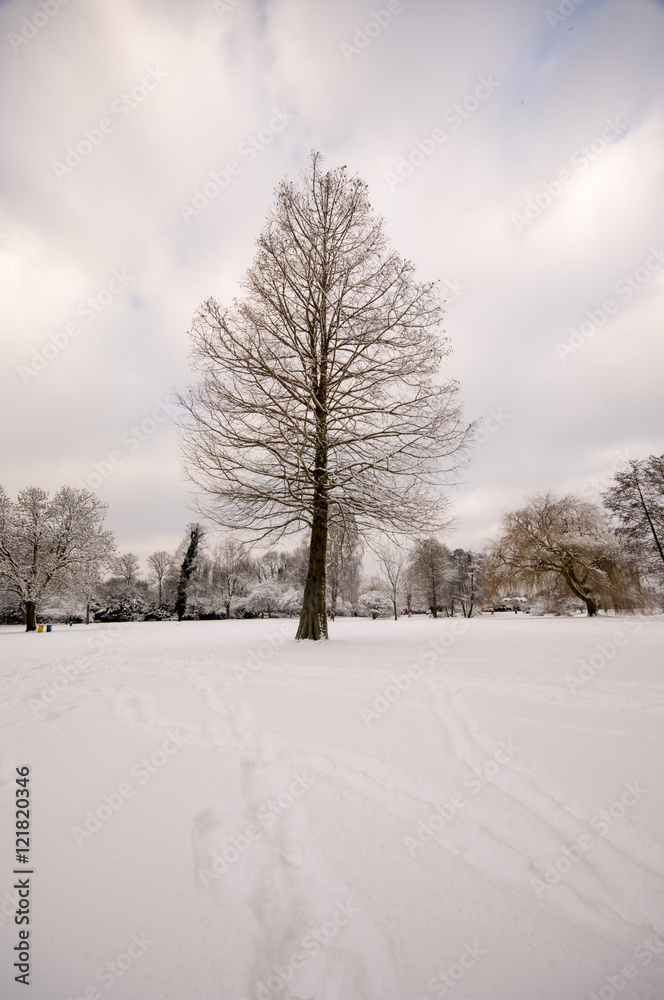 Fototapeta premium snow and alster in winter