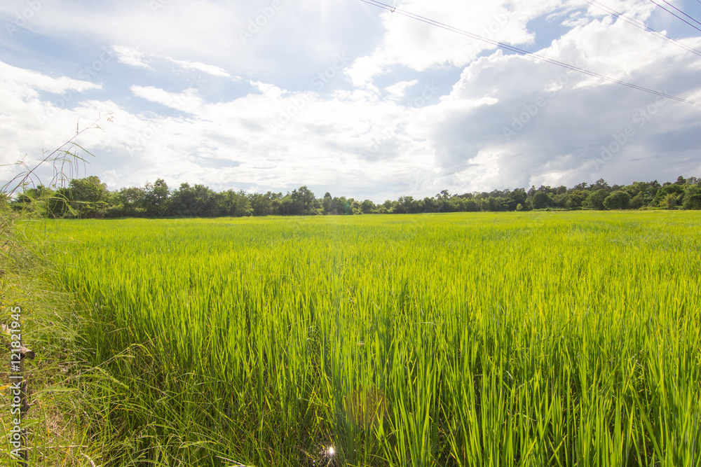 jasmine rice field