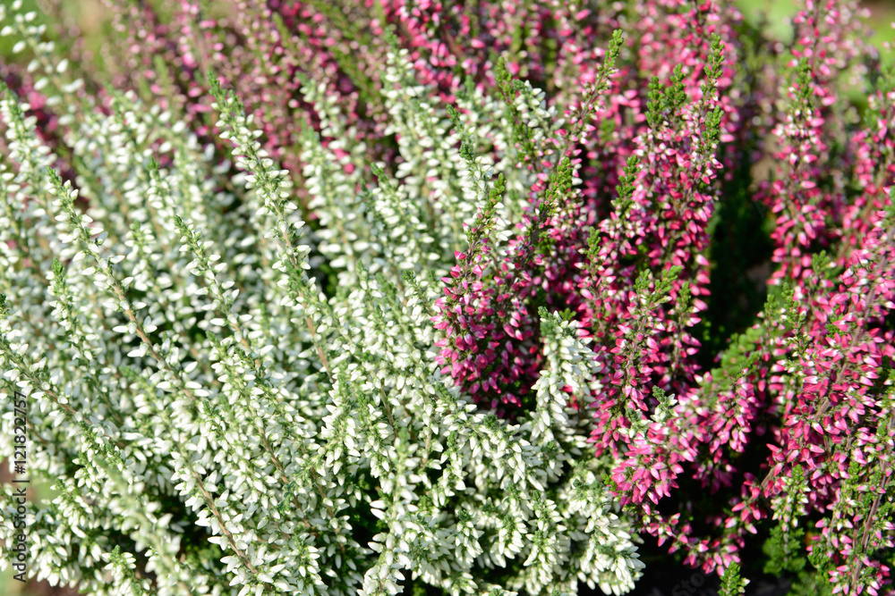 Obraz premium Heather in the nature