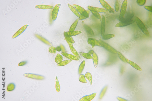 Foto Euglena
