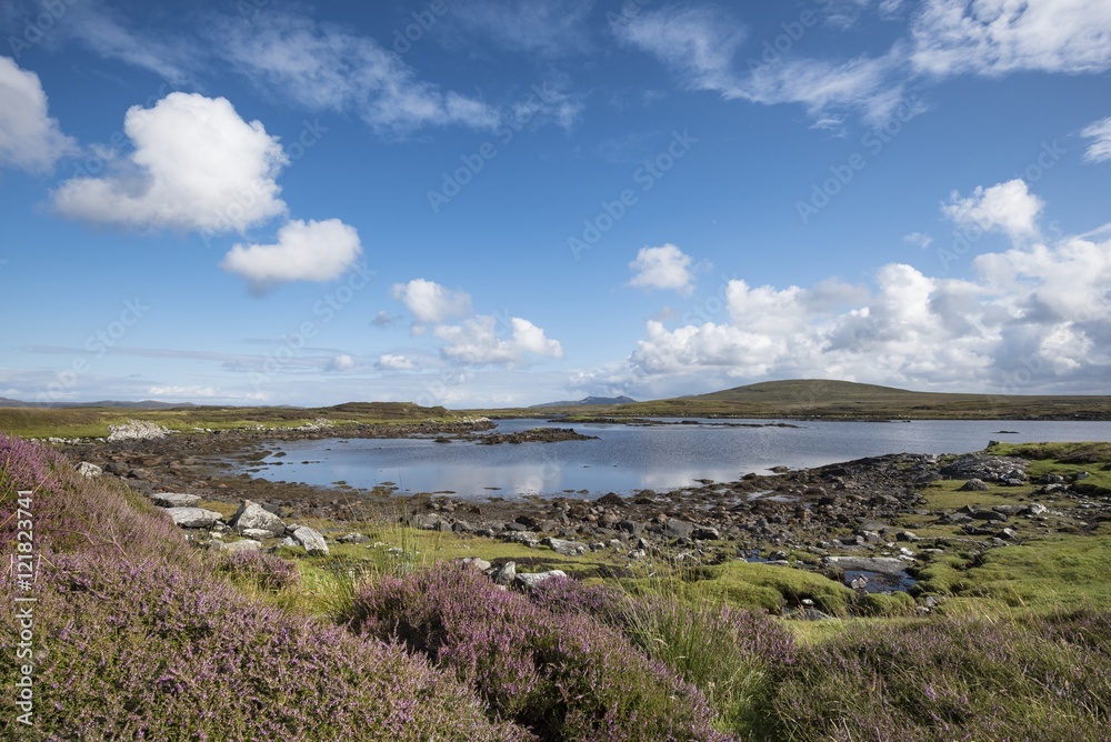 Great Britain, Scotland, Outer Hebrides, North Uist, Marshy landscape with heath Great Britain, Scotland, Outer Hebrides, North Uist, Marshy landscape with heath