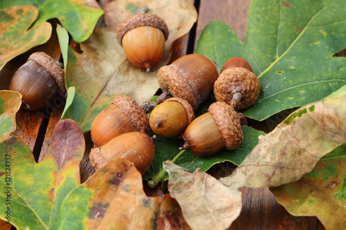Glands et feuilles de chêne sur table en bois