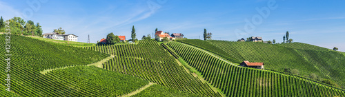 Weinberge in der Steiermark unter blauem Himmel