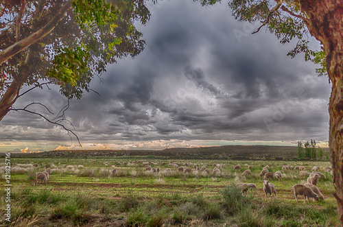 Sheep farm photo