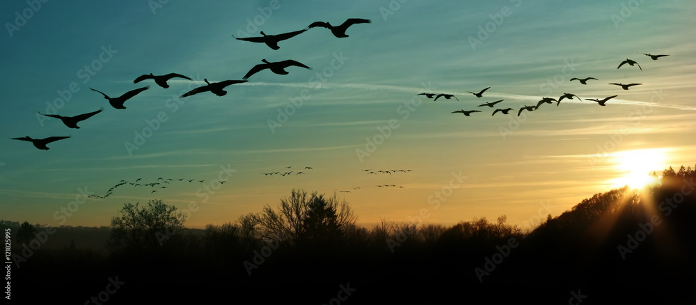 Fototapeta Migracja ptaków o zachodzie słońca