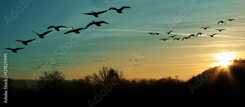 Bird Migration at Sunset