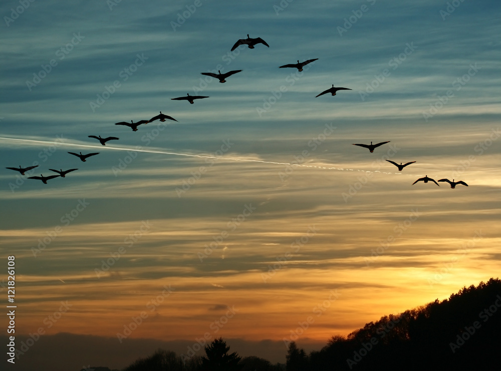 Naklejka premium Migracja ptaków o zachodzie słońca