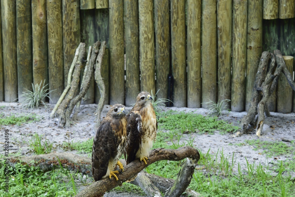 Fototapeta premium Two beautiful red tailed hawks sitting on a branch. 