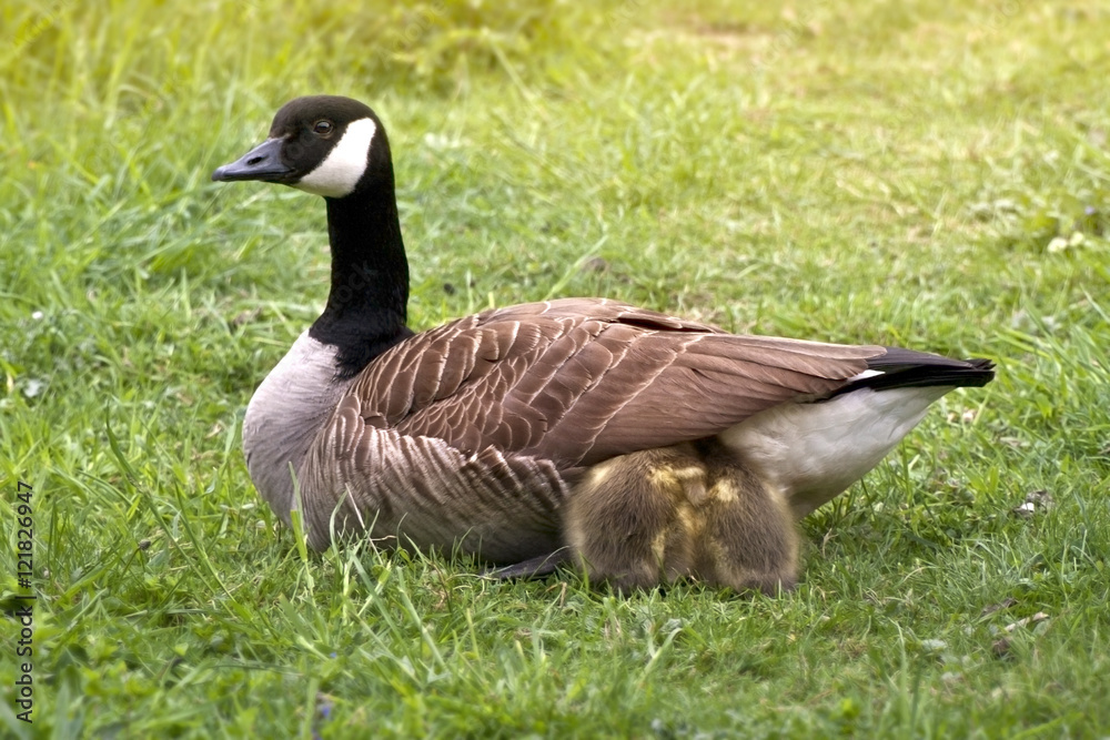 Canada Goose Goslings